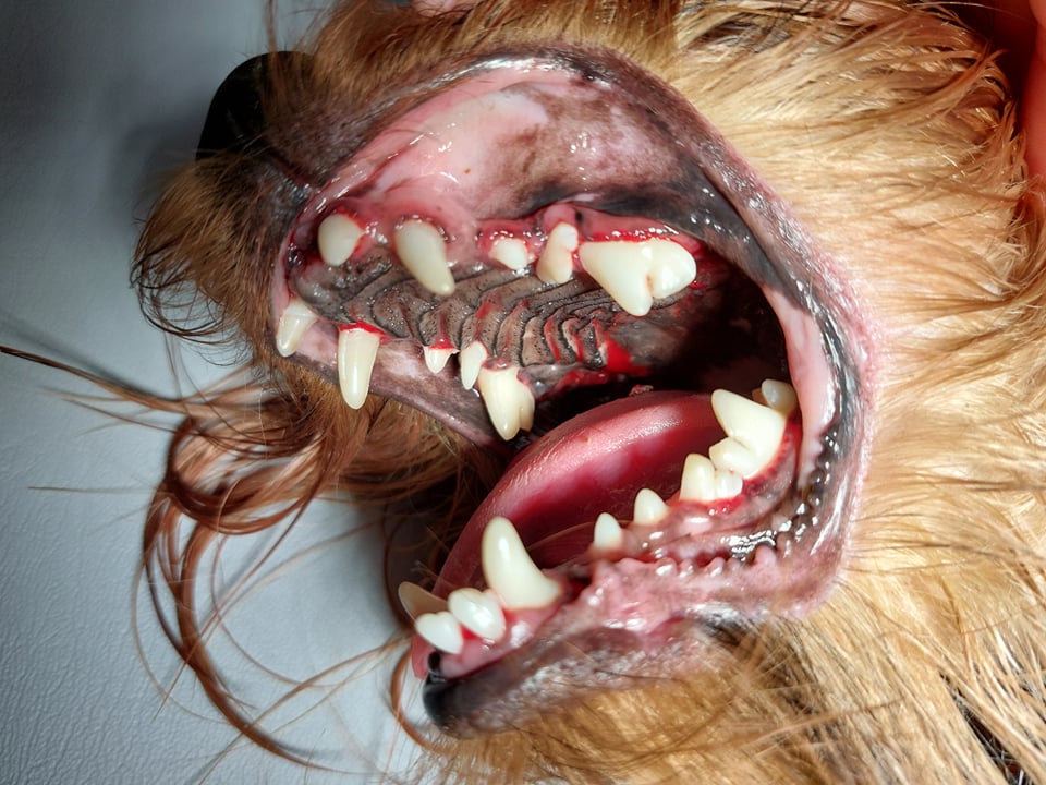 suns dantu apnasos